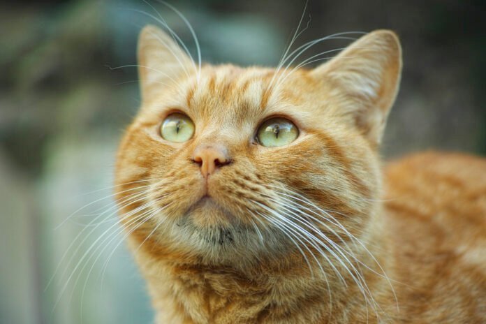 Cientistas finalmente resolvem mistério dos gatos laranjas