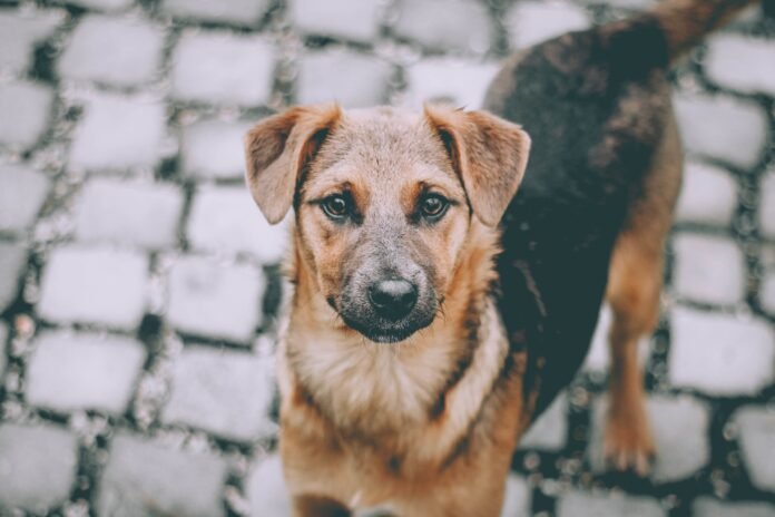 ONG realiza ação de Natal com assistência veterinária para pets de moradores de rua