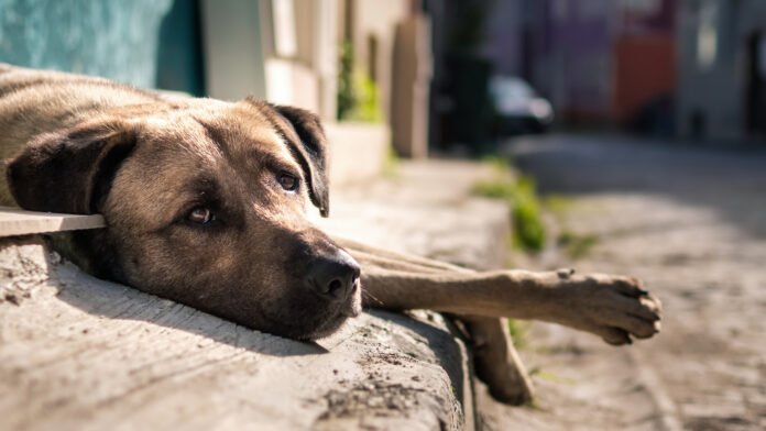 Dezembro Verde: Estado lança campanha para conscientizar população sobre a guarda responsável dos animais