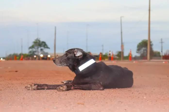 Projeto distribui coleiras refletivas para pets carentes em Macapá