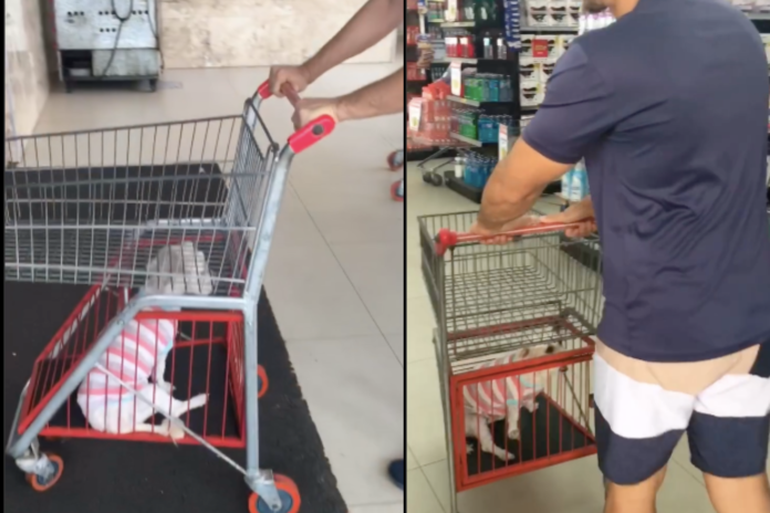 Supermercado de Goiânia adapta carrinhos para pets e garante conforto e segurança aos clientes