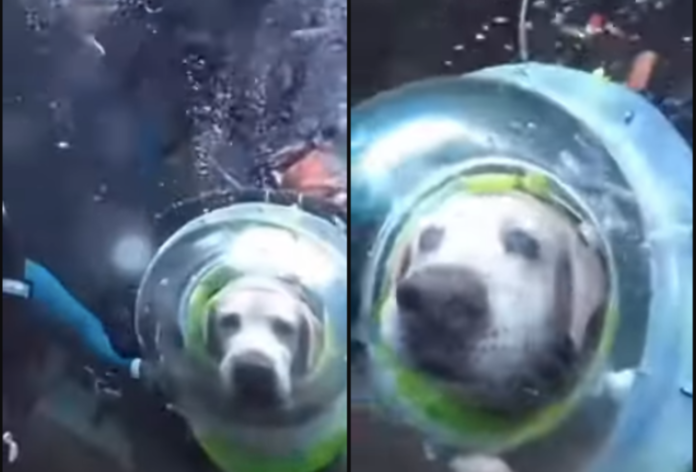 Cachorro explora o fundo do mar com mergulhadores e encanta a internet