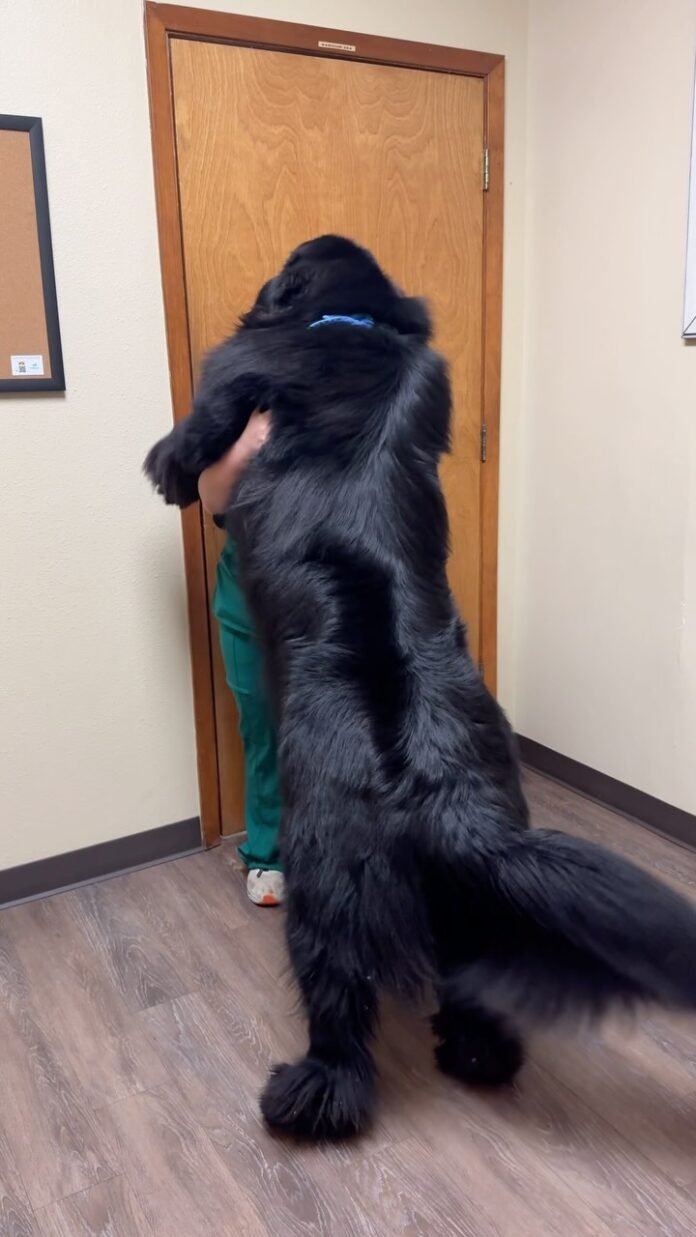 Cachorro gigante viraliza com abraço carinhoso e prova que tamanho não impede a doçura