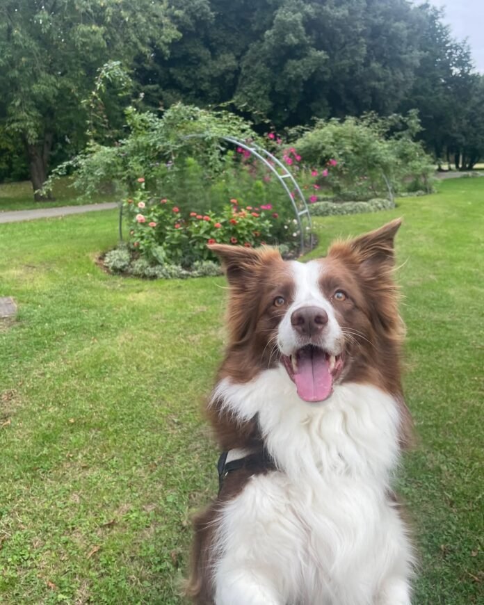 Border Collie brasileira em Londres encanta o mundo com inteligência extraordinária