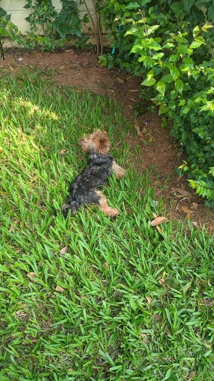 Cachorro abandonado em lixeira gera indignação e mobiliza redes sociais