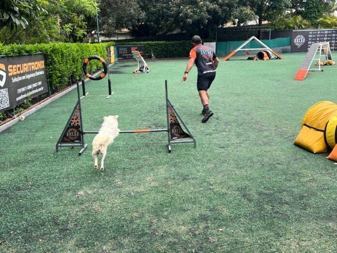 Agility: o esporte de agilidade que fortalece laços entre cães e tutores