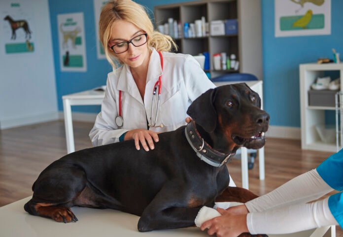 Fisioterapia também é para pet e alivia dores de doenças crônicas