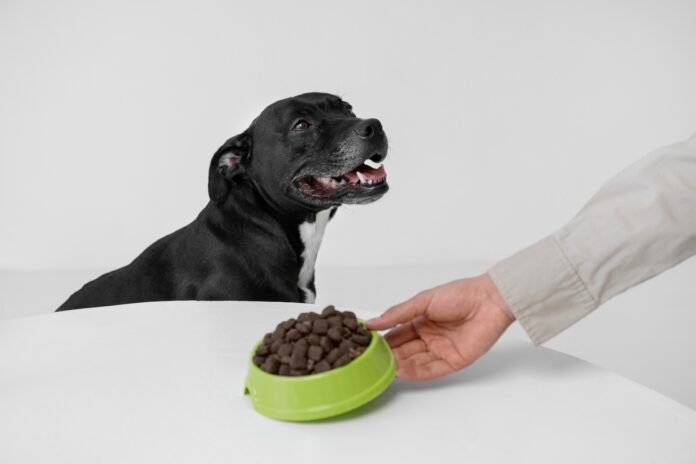 Especialista explica quantas vezes por dia um cachorro deve comer e qual o melhor horário