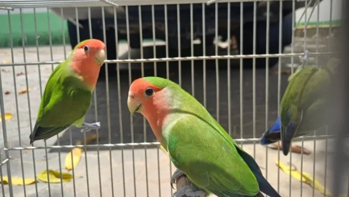 Programa Guardião da Fauna oferece animais silvestres para adoção