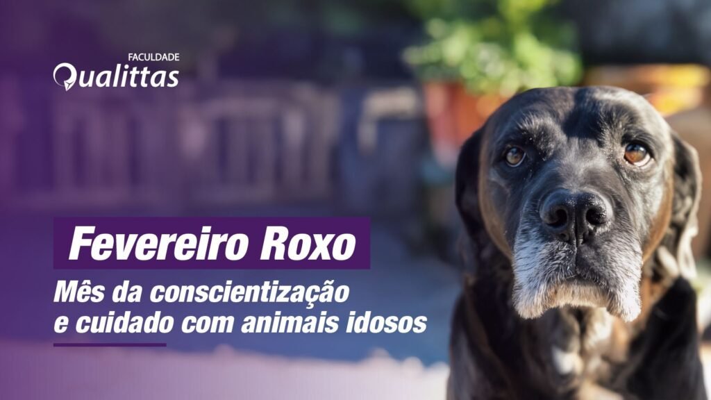 Cuidados com pets idosos: campanha Fevereiro Roxo destaca importância da prevenção e qualidade de vida