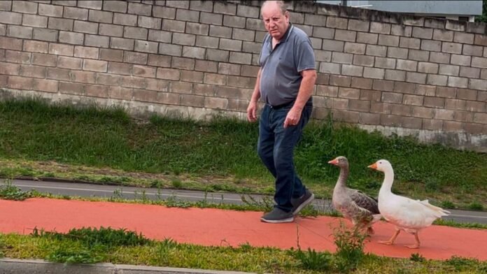 Homem adota gansos como fiéis companheiros