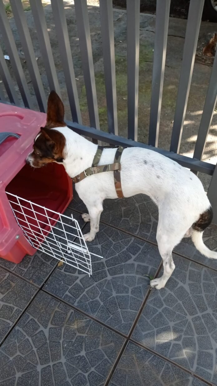 Cãozinho Thobias é impedido de viajar com a tutora para outro estado