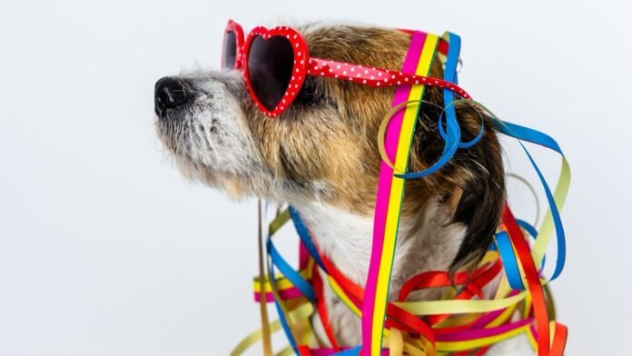 Folia Segura: cuidados para um Carnaval tranquilo com os pets