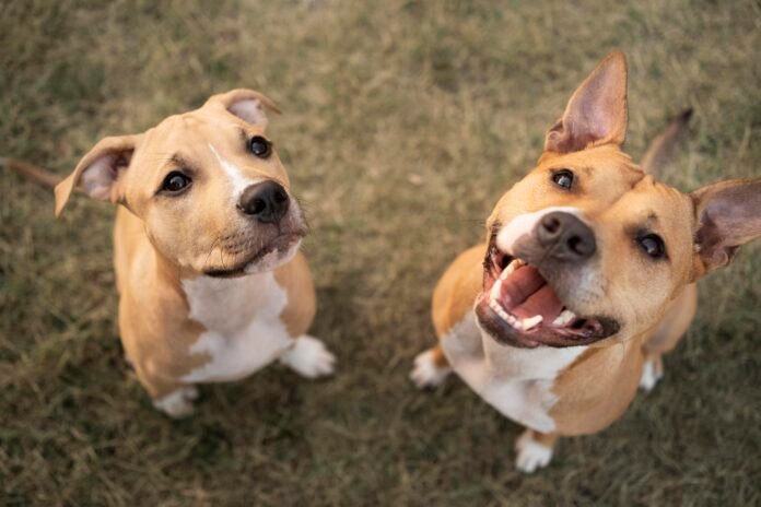 Socialização canina fortalece bem-estar e equilíbrio emocional