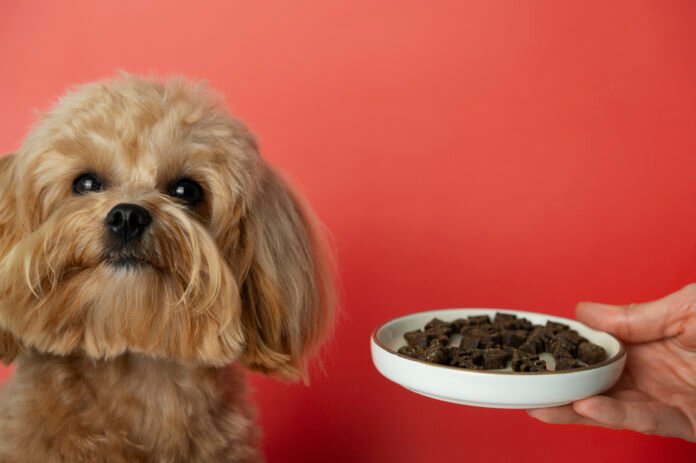 Proteína de inseto ganha espaço na nutrição Pet com nova ração para cães sensíveis