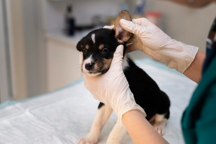 Microchipagem garante identificação segura e sem dor para pets