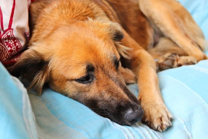 Cães e gatos também podem ter Alzheimer