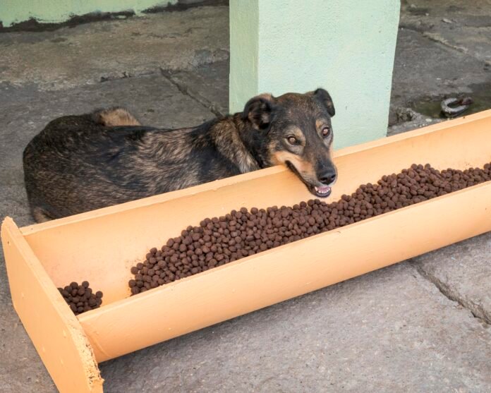 Piauí sanciona lei que garante direito de alimentar animais de rua