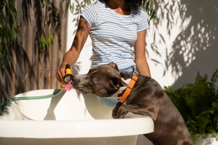 Nova onda de calor no Brasil exige mais cuidados com os Pets