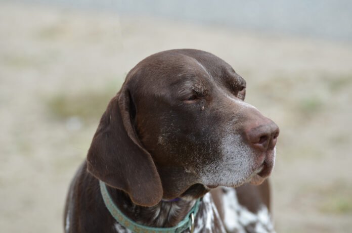 Cuidados com pets idosos: campanha Fevereiro Roxo destaca importância da prevenção e qualidade de vida