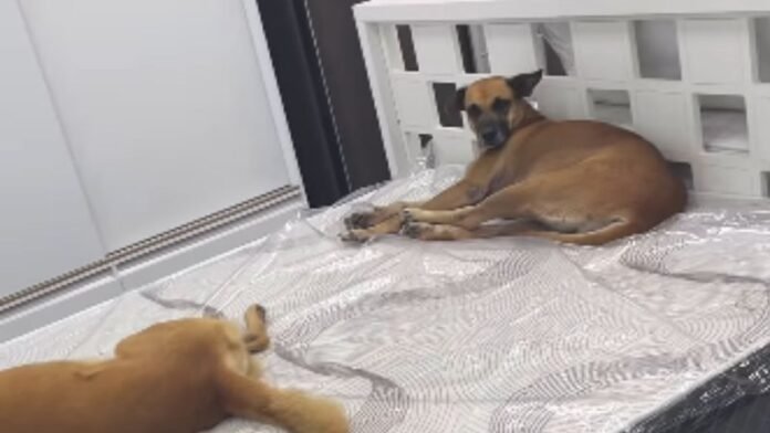 Cães caramelo invadem loja, deitam em cama do mostruário e conquistam a internet