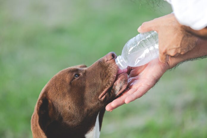 Receitas ajudam na hidratação dos pets durante bolha de calor no verão