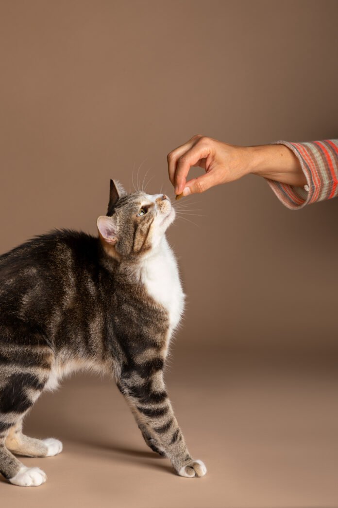 Dia Mundial do Gato: alimentação equilibrada pode contribuir para a longevidade