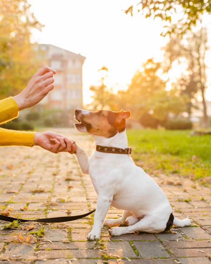 O que é o reforço positivo para os pets?