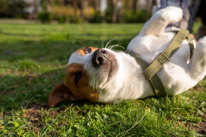 Como ajudar os animais de rua durante o calor extremo