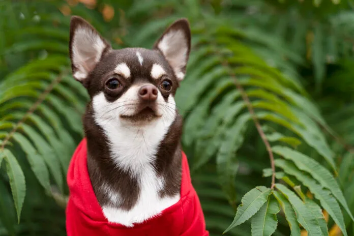 1º Encontro de Chihuahuas do Sul do país acontece na Praia Brava de Itajaí