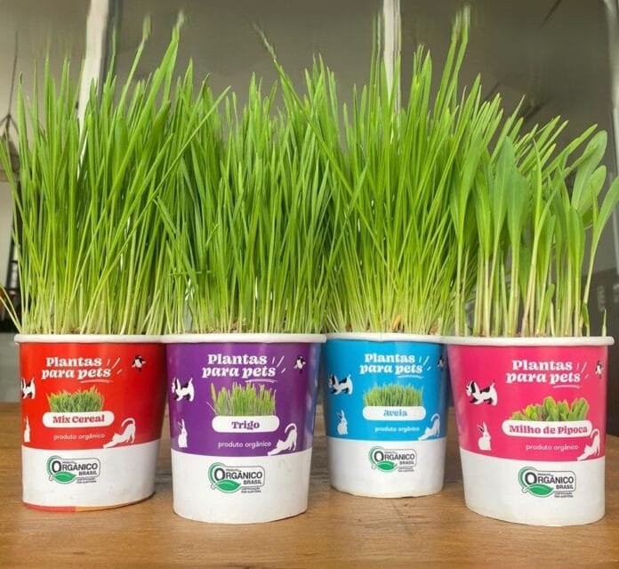 Produtor inova e lança potes lacrados com plantas orgânicas para pets