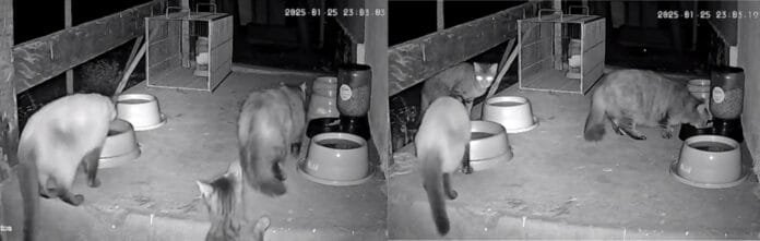 Megaoperação resgata mais de 30 gatos durante ampliação do Aeroporto de Congonhas