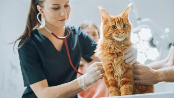 Dia Internacional da Mulher: presença feminina cresce na medicina veterinária e já representa quase 50% da profissão no Brasil