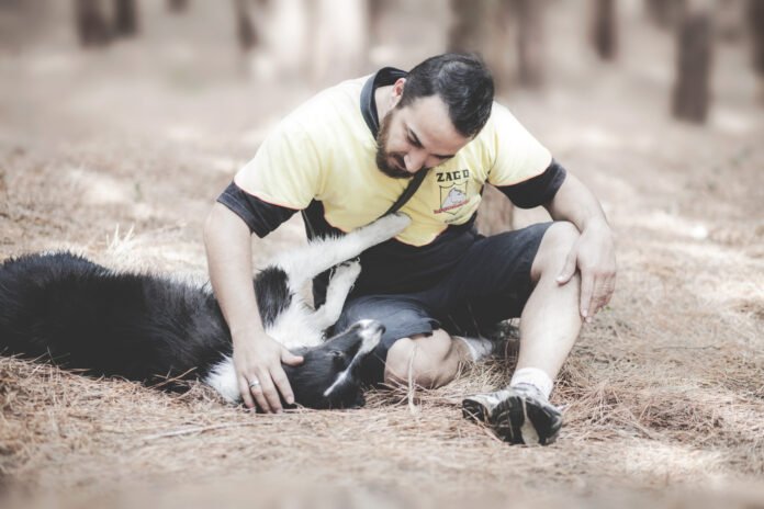 Os cuidados essenciais para o envelhecimento do seu cachorro