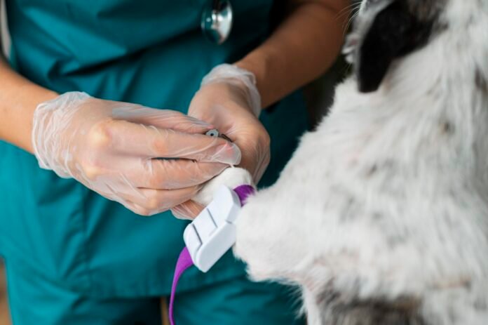 Doenças renais em pets exigem atenção dos tutores