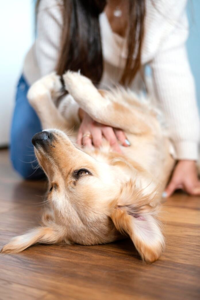 Por que os cães gostam de carinho na barriga?