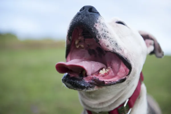 Perda de dentes em cães idosos: como evitar e cuidar da saúde bucal