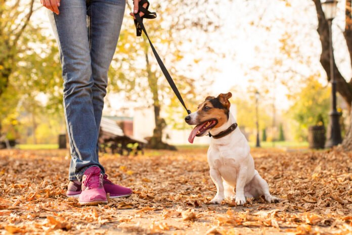 Nova coleira inteligente permite que tutores “conversem” com seus pets