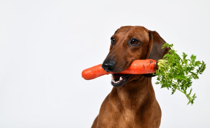 Alimentos que ajudam na limpeza dos dentes dos cães