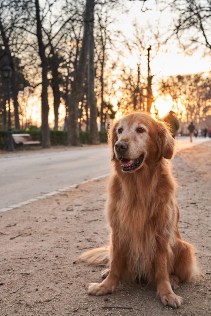 Cães idosos têm uma nova chance: prevenção e ciência mudam o rumo da longevidade canina