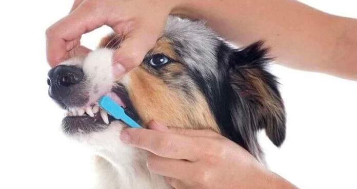 Saúde bucal dos pets impulsiona mercado de alimentos funcionais