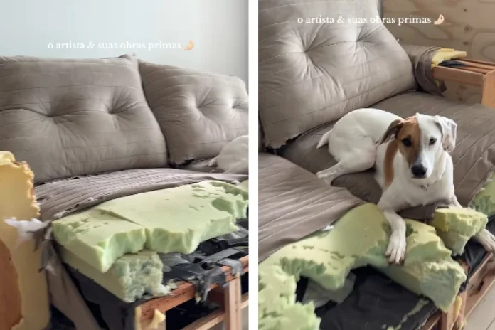 Cão arteiro destrói casa inteira e viraliza na internet como “artista” do caos