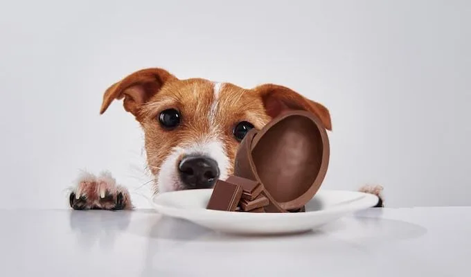 O Perigo do chocolate para a saúde dos pets