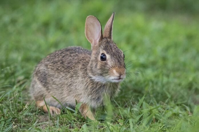 Cobasi suspende venda de coelhos para combater abandono pós-Páscoa