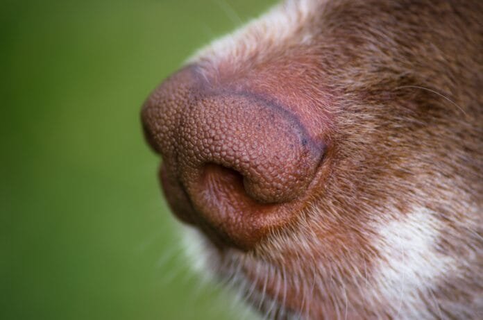 Deixe seu cão cheirar! O olfato canino e a importância dos passeios com liberdade sensorial