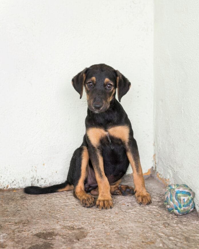 Campanha da Visa apoia causa animal e fortalece o trabalho da AMPARA Animal