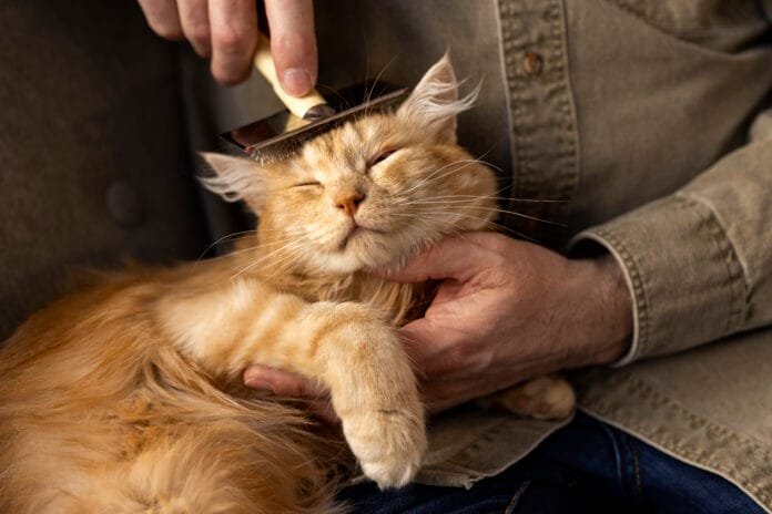 Previna o acúmulo de bolas de pelo no seu gato com cuidados simples