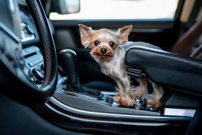 Seu pet enjoa ao viajar de carro? Saiba como evitar o desconforto