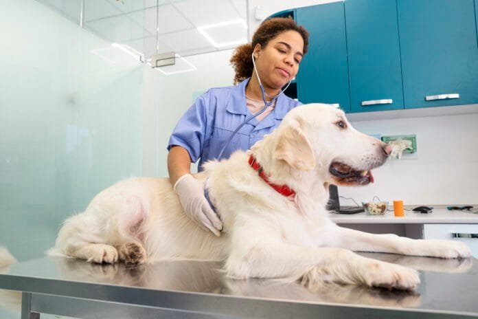 Tosse dos Canis preocupa tutores nesta época do ano