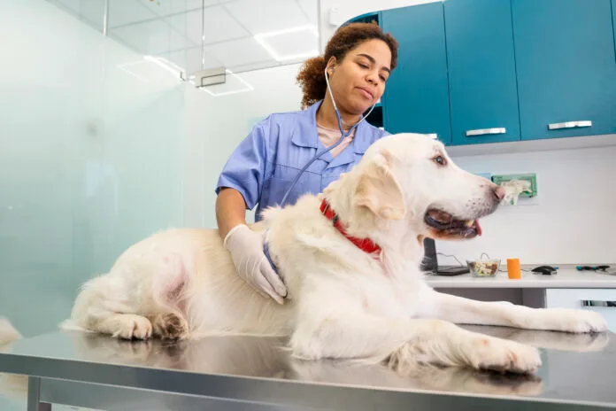 Tosse dos Canis preocupa tutores nesta época do ano